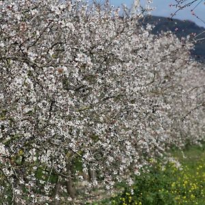 047 Finca Son Barraquer Etv5204 By Mallorca Charme