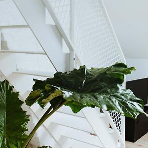 Studio Duplex