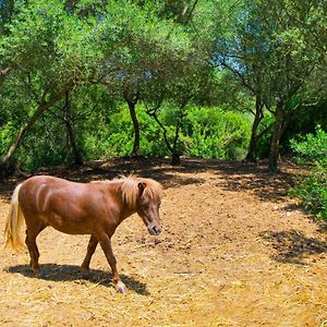 Finca Putxet D'En Robi Sineu By Mallorca Villa Selection