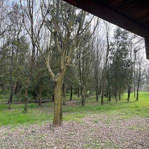 Green Woods