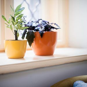 Studio de Luxe Lit Queen-Size