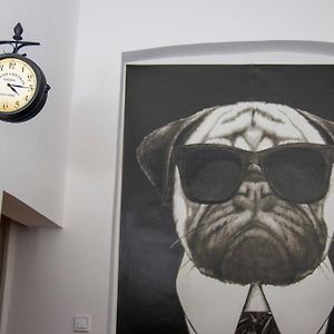 Mops Bob Apartment