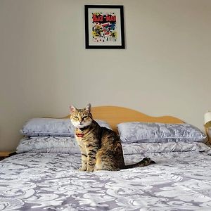 Central Stay With Free Parking Private Room In Shared Flat