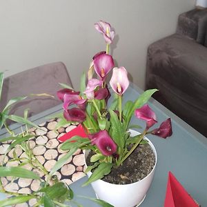 Bora Home Albania Me Vetsherbim 24 Ore Prane Liqenit