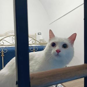 The White Cat