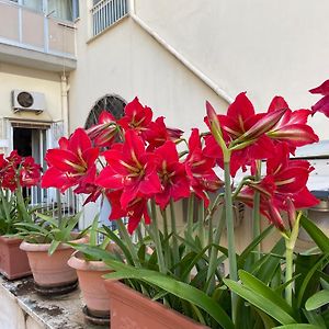 Il Giglio Rosso