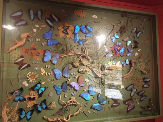 La Maison des Papillons