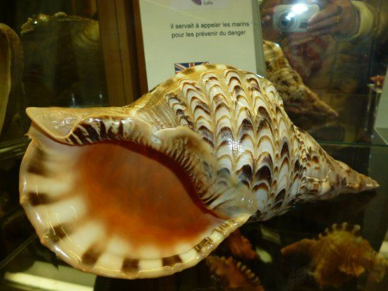 Le monde du coquillage