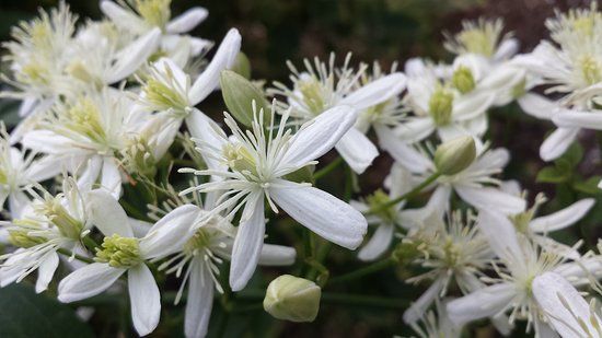 jardin botanique de Besançon
