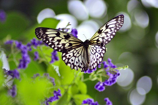 Le Jardin aux Papillons