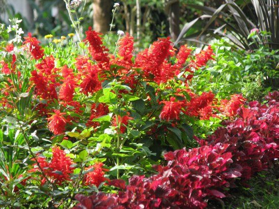 Jardin municipal de Funchal
