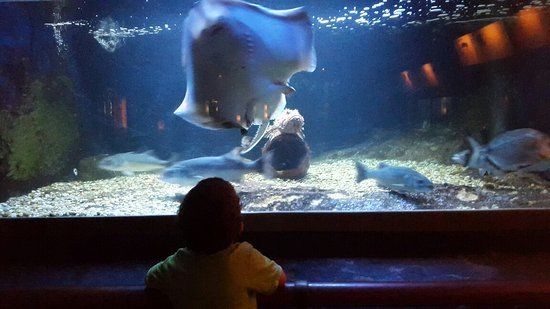 musée Aquarium d'Arcachon