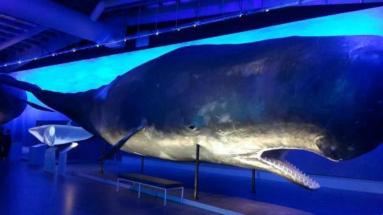 Whales of Iceland