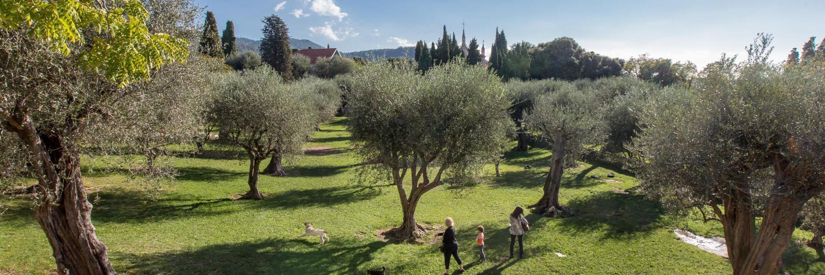 Monastère de Cimiez