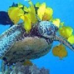 MAYA Kaffeeroesterei