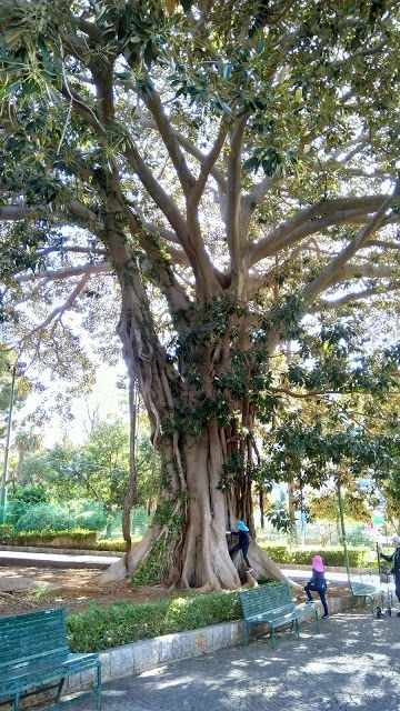 Jardin anglais de Palerme