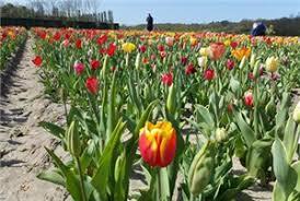 De Pluktuin Noordwijkerhout