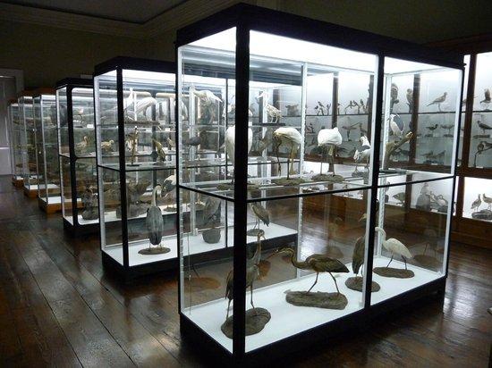 Musée d'histoire naturelle de Funchal