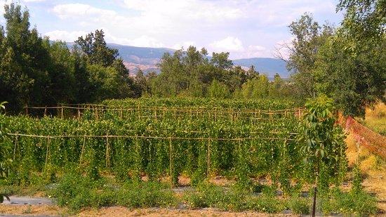 Como Vaca Sin Cencerro