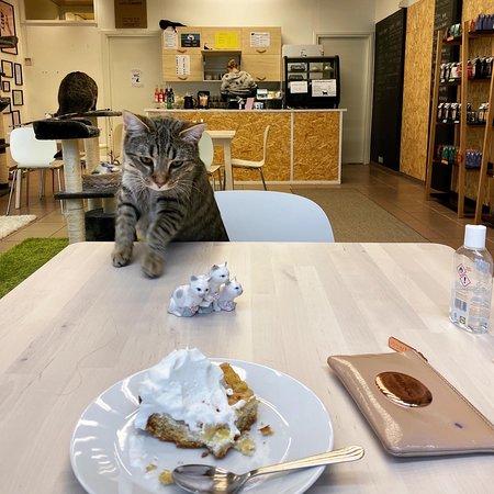 Freija Kissakahvila - Cat Cafe