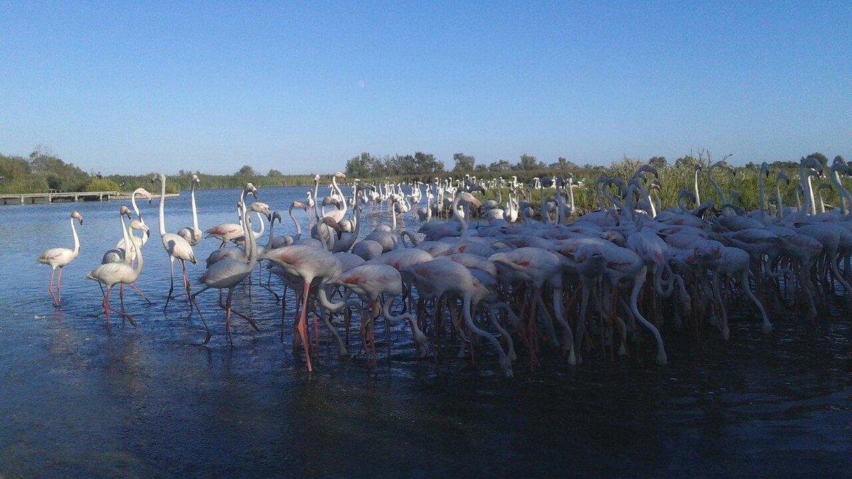La Camargue