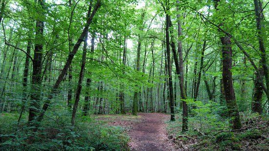 Forêt de la Fageda d'en Jordà
