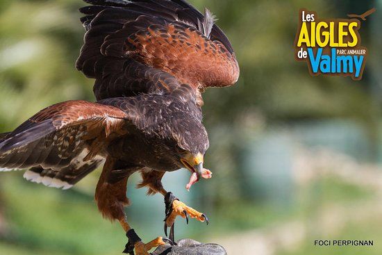Parc animalier Les Aigles de Valmy