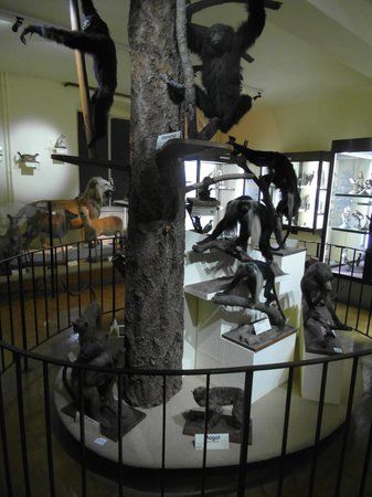 Musée d'Histoire Naturelle et d'Ethnographie