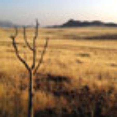 Favela