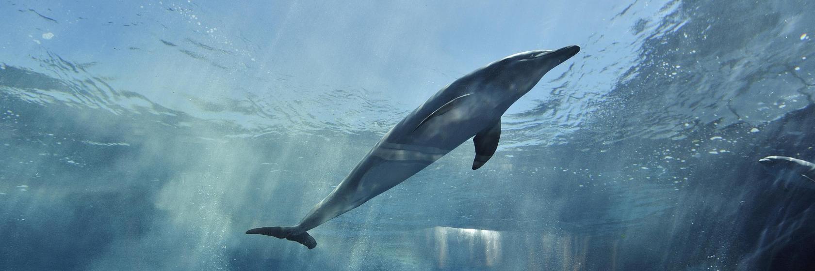 l'Aquarium de Gênes