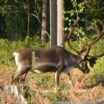 Tom Lueat Mu Khun Si